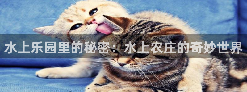天辰娱乐总管